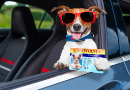 Pet Licensing