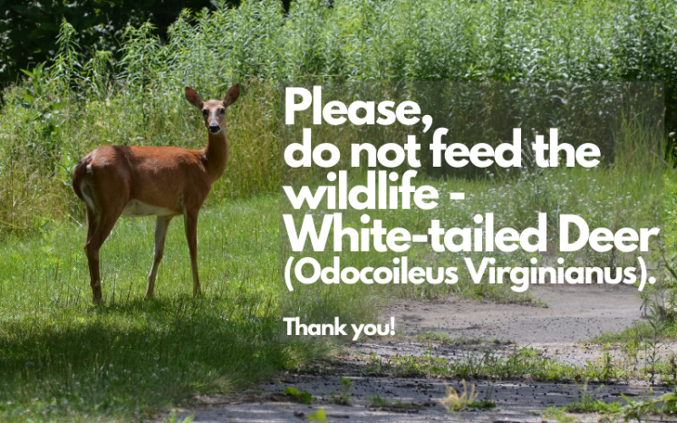 Don't feed the deer