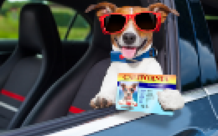 Pet Licensing